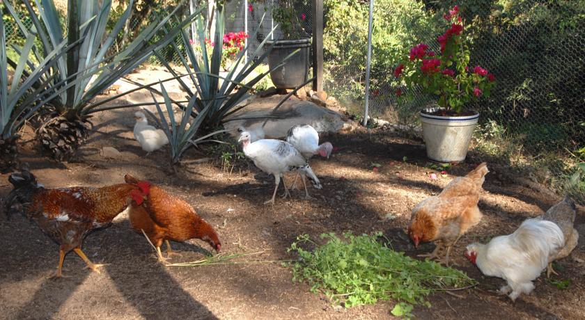 Villa Azalea Inn & Organic Farm JALISCO 外观 照片